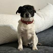 Thumbnail photo of Bullet #3