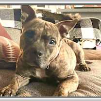 Thumbnail photo of Gremlin #1