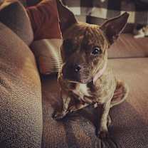 Thumbnail photo of Gremlin #2