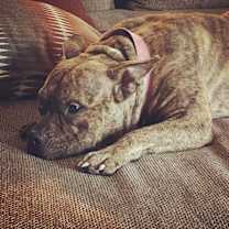 Thumbnail photo of Gremlin #3