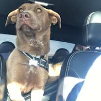 Thumbnail photo of Bear #1