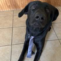 Thumbnail photo of Emmett #3