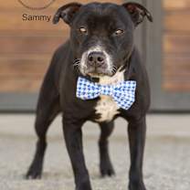 Thumbnail photo of Sammy #1