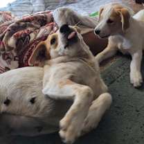 Thumbnail photo of Pecas - "Pekas" #2