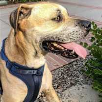 Thumbnail photo of Kobe Boy #3