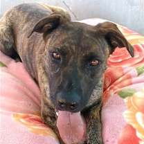 Thumbnail photo of Bonnie- ** #2