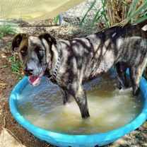 Thumbnail photo of Bonnie- ** #4