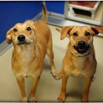 Thumbnail photo of Juniper #2