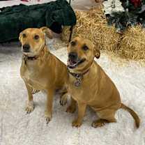 Thumbnail photo of Juniper #1