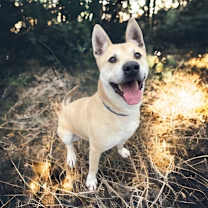 Thumbnail photo of Brutus #1