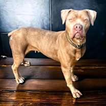 Thumbnail photo of Sheba #1