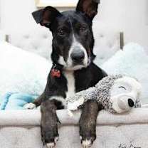 Thumbnail photo of Zilla #1