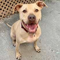 Thumbnail photo of Frankie #1