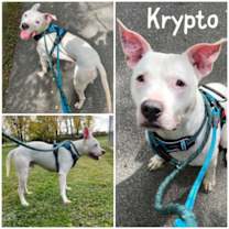 Thumbnail photo of Krypto #1