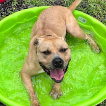 Thumbnail photo of Marley #1