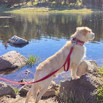 Thumbnail photo of Connor - ADOPTED!!! #2