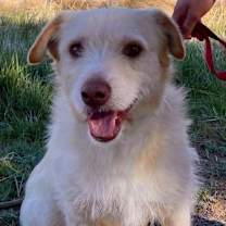 Thumbnail photo of Connor - ADOPTED!!! #1