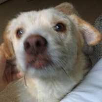 Thumbnail photo of Connor - ADOPTED!!! #3