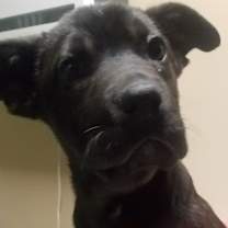 Thumbnail photo of Georgia - Adopted! #2