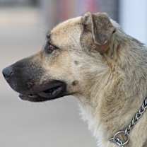 Thumbnail photo of Laurel von Laar #2