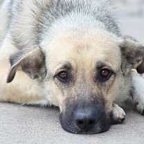 Thumbnail photo of Laurel von Laar #3