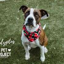 Thumbnail photo of Eucalyptus #1