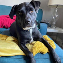 Thumbnail photo of OREO #3