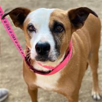 Thumbnail photo of Gemma *Adopt or Foster* #1