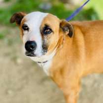 Thumbnail photo of Gemma *Adopt or Foster* #3