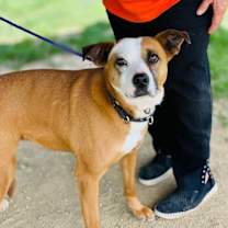 Thumbnail photo of Gemma *Adopt or Foster* #4
