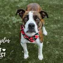 Thumbnail photo of Eucalyptus #2