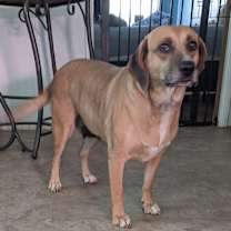 Thumbnail photo of Lacey #2