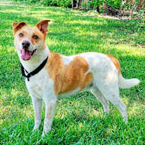 Thumbnail photo of Buddy #3