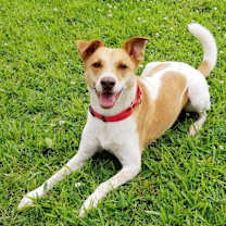 Thumbnail photo of Buddy #4