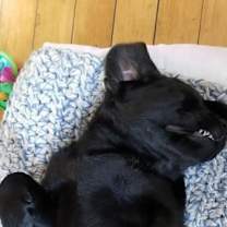 Thumbnail photo of Georgia - Adopted! #4