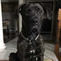 adopt-pet