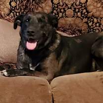 Thumbnail photo of Cookie #3