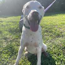 Thumbnail photo of HalfStach #2