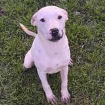 Thumbnail photo of HalfStach #4