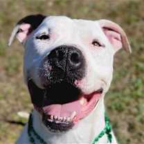 Thumbnail photo of Bodie #1