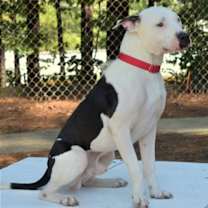 Thumbnail photo of Bodie #4