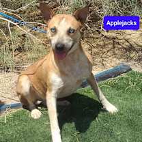 Thumbnail photo of Applejacks #1