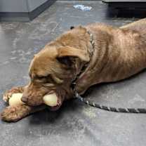 Thumbnail photo of Grady #4