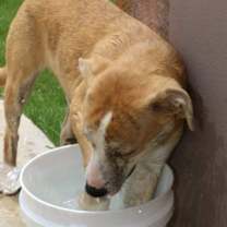 Thumbnail photo of SOPHIA #3