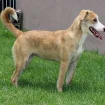 Thumbnail photo of SOPHIA #4