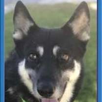 Thumbnail photo of Lancer #1