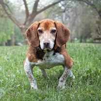 Thumbnail photo of Stewart #1