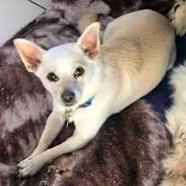 Thumbnail photo of RIGBY #1