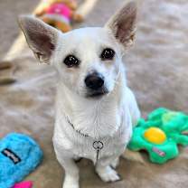 Thumbnail photo of RIGBY #3