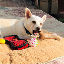 Thumbnail photo of RIGBY #4